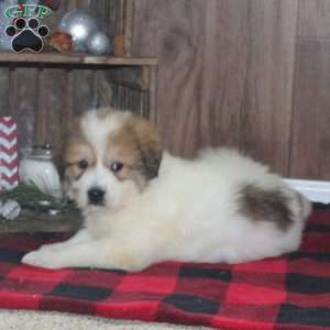 Ricky, Great Pyrenees Puppy