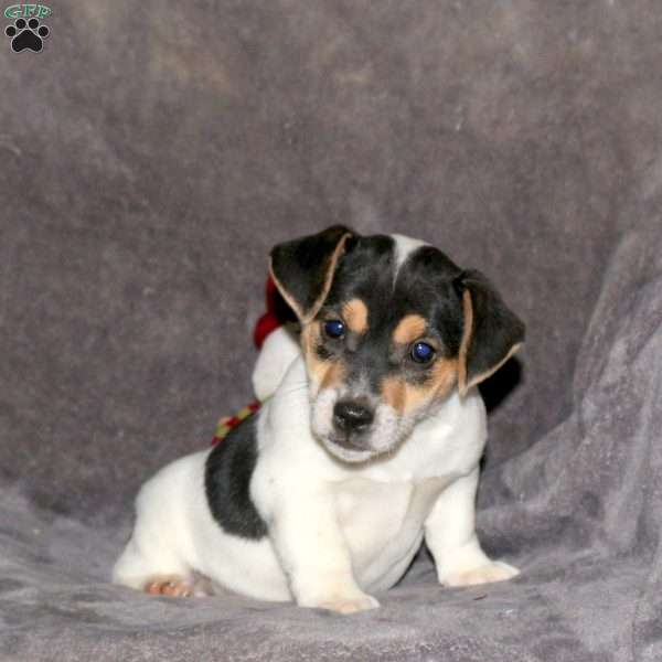Ricky, Jack Russell Terrier Puppy