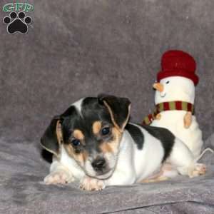 Ricky, Jack Russell Terrier Puppy