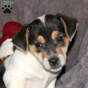 Ricky, Jack Russell Terrier Puppy