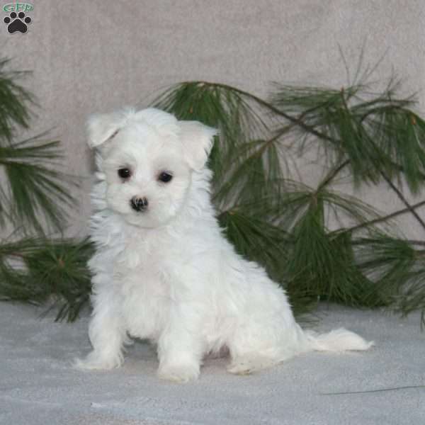 Ricky, Maltese Puppy