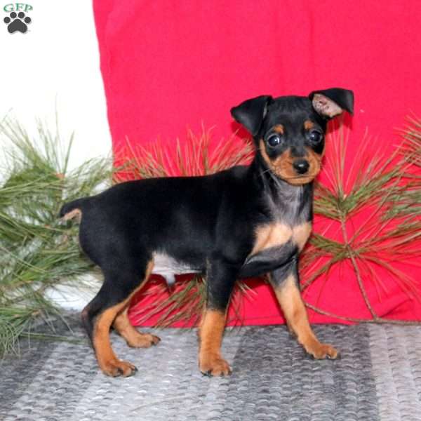 Ricky, Miniature Pinscher Puppy