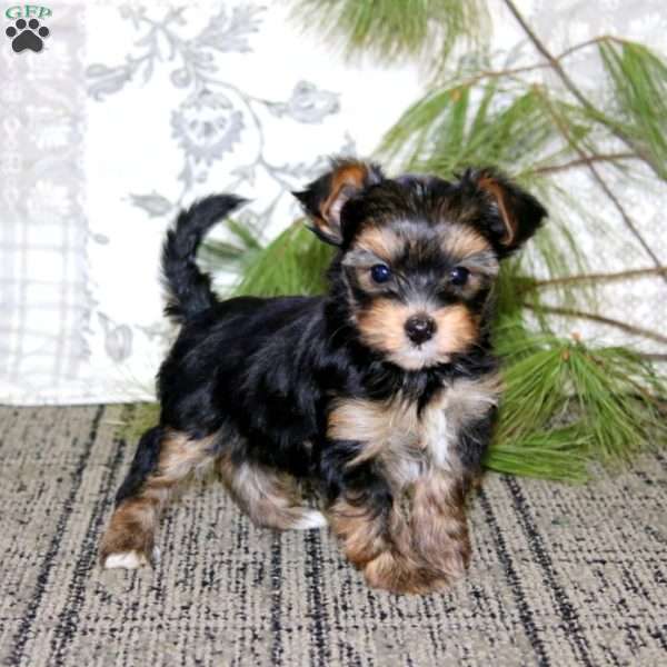 Ricky, Yorkie Puppy