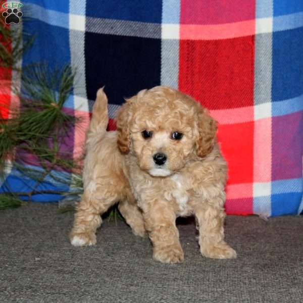 Ricky, Bich-Poo Puppy