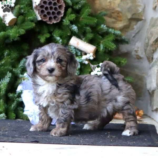 Ricky, Maltipoo Puppy