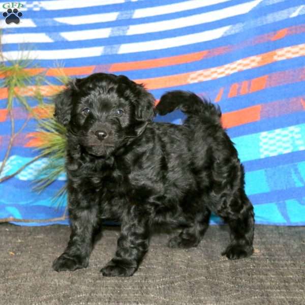 Ricky, Miniature Poodle Mix Puppy