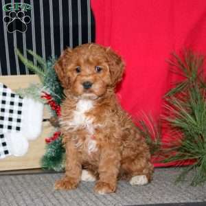 Ricky, Cockapoo Puppy