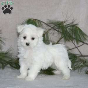 Ricky, Maltese Puppy