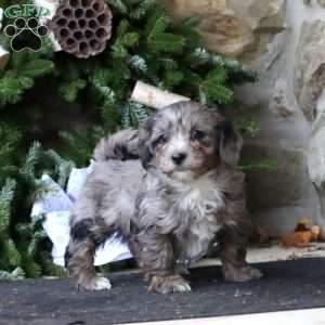 Ricky, Maltipoo Puppy