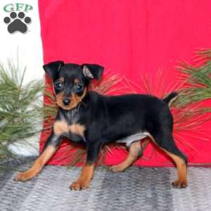 Ricky, Miniature Pinscher Puppy