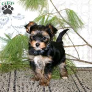 Ricky, Yorkie Puppy