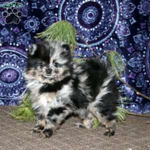 Ricky, Pomeranian Puppy