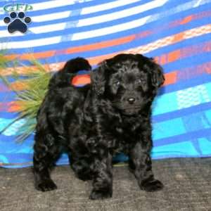 Ricky, Miniature Poodle Mix Puppy