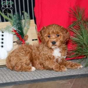 Ricky, Cockapoo Puppy