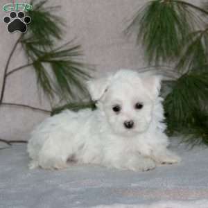 Ricky, Maltese Puppy