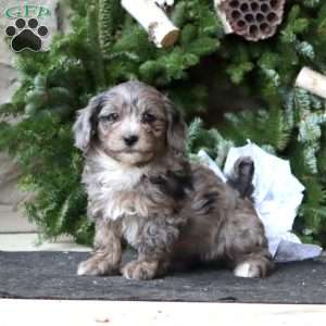 Ricky, Maltipoo Puppy