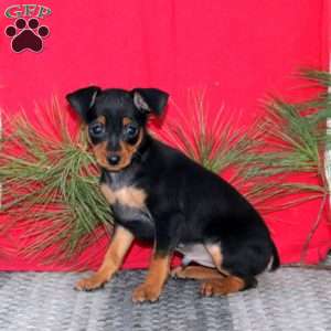 Ricky, Miniature Pinscher Puppy