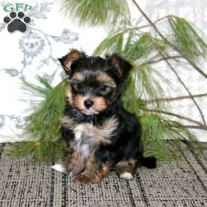 Ricky, Yorkie Puppy