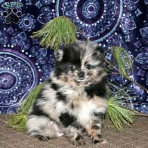 Ricky, Pomeranian Puppy