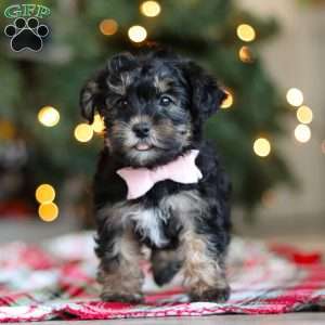 Riley, Yorkie Poo Puppy