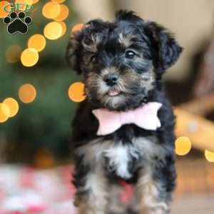 Riley, Yorkie Poo Puppy