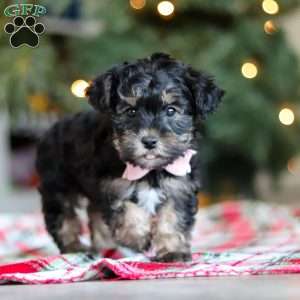 Riley, Yorkie Poo Puppy