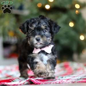 Riley, Yorkie Poo Puppy