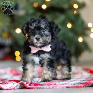 Riley, Yorkie Poo Puppy