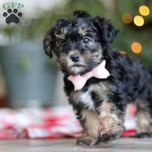 Riley, Yorkie Poo Puppy