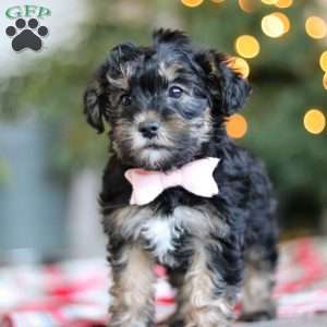 Riley, Yorkie Poo Puppy