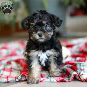Riley, Yorkie Poo Puppy