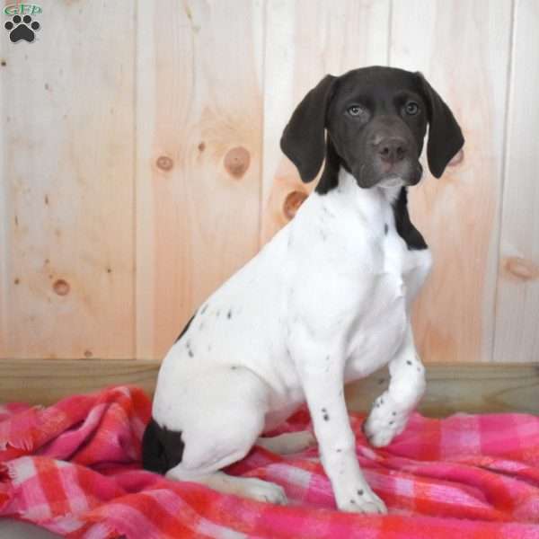 Riley, German Shorthaired Pointer Puppy