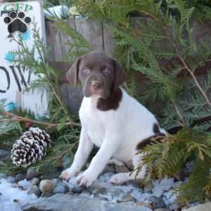 Riley, German Shorthaired Pointer Puppy