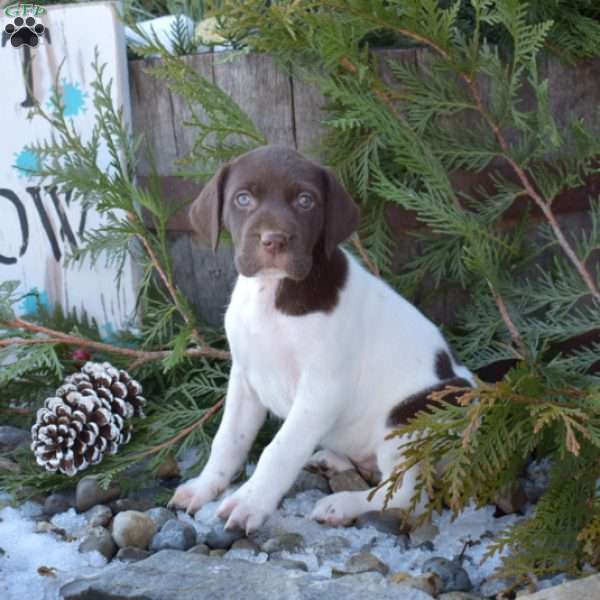 Riley, German Shorthaired Pointer Puppy