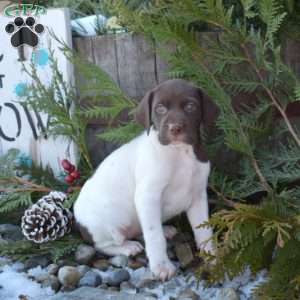 Riley, German Shorthaired Pointer Puppy