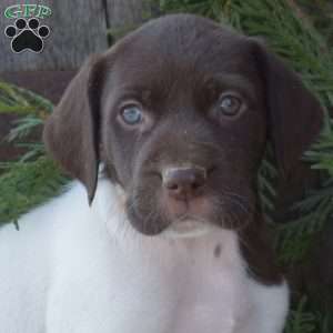 Riley, German Shorthaired Pointer Puppy