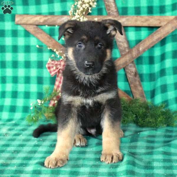 Riley, German Shepherd Mix Puppy