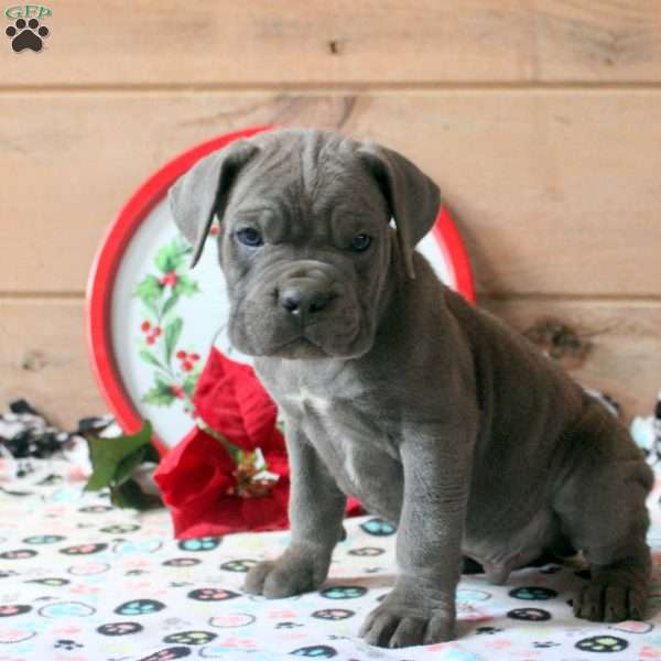 Riley, Cane Corso Puppy