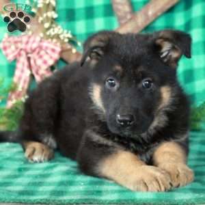 Riley, German Shepherd Mix Puppy