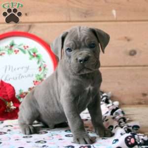 Riley, Cane Corso Puppy