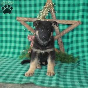 Riley, German Shepherd Mix Puppy