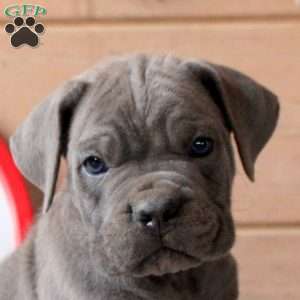 Riley, Cane Corso Puppy