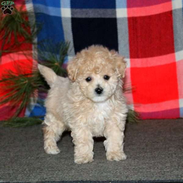 Riley, Bich-Poo Puppy