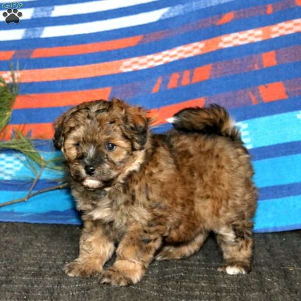 Riley, Miniature Poodle Mix Puppy