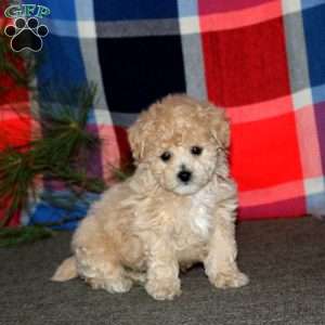 Riley, Bich-Poo Puppy