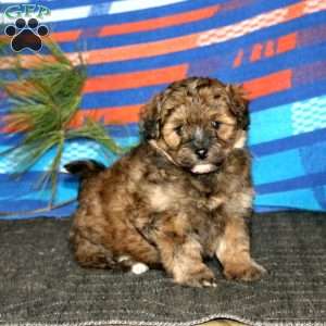 Riley, Miniature Poodle Mix Puppy