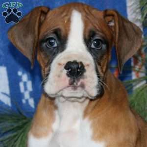 Riley, Boxer Puppy