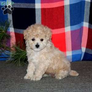 Riley, Bich-Poo Puppy