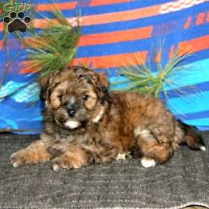 Riley, Miniature Poodle Mix Puppy