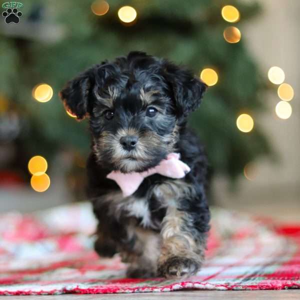 Riley, Yorkie Poo Puppy